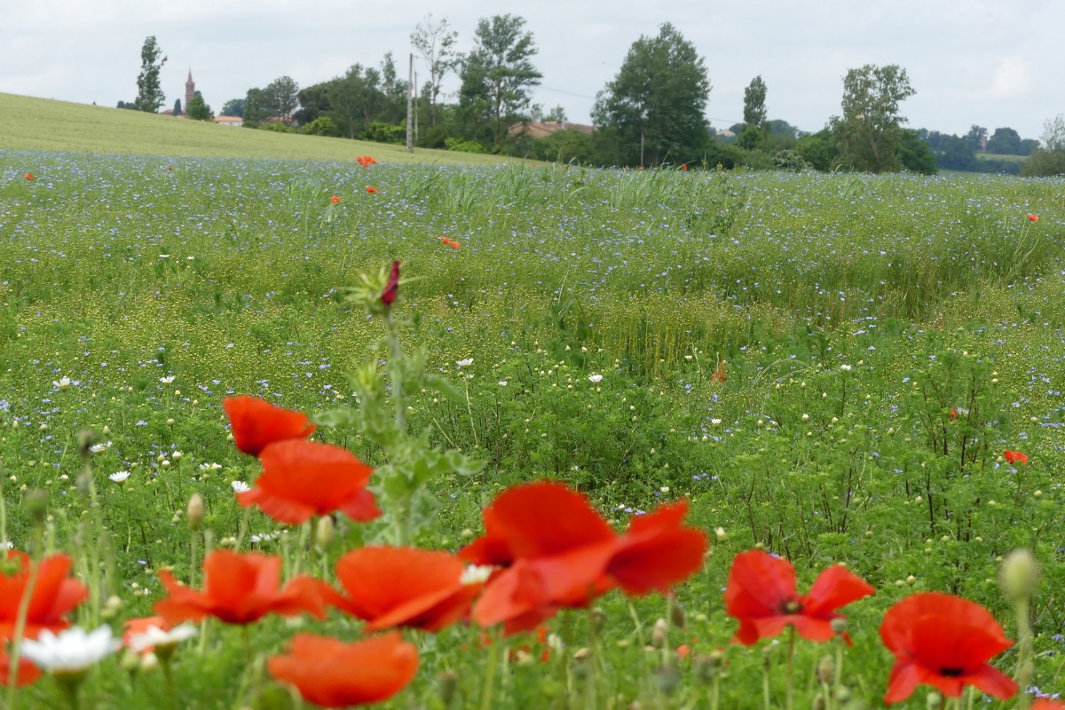 GITE DE CARACTERE AUX PORTES DE TOULOUSE, Montbrun-Lauragais - photo 20