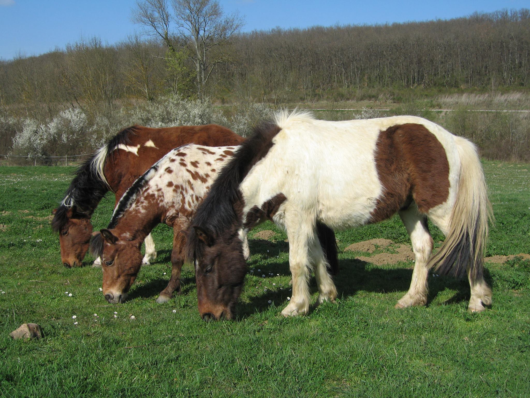 STAGE EQUESTRE, MONTAIGUT-SUR-SAVE