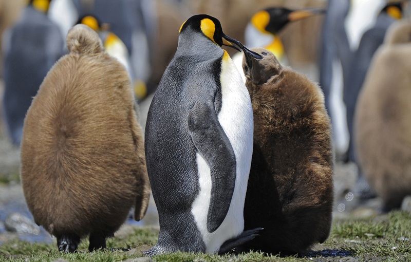 EXPOSITION PHOTOS : ARCTIQUE
