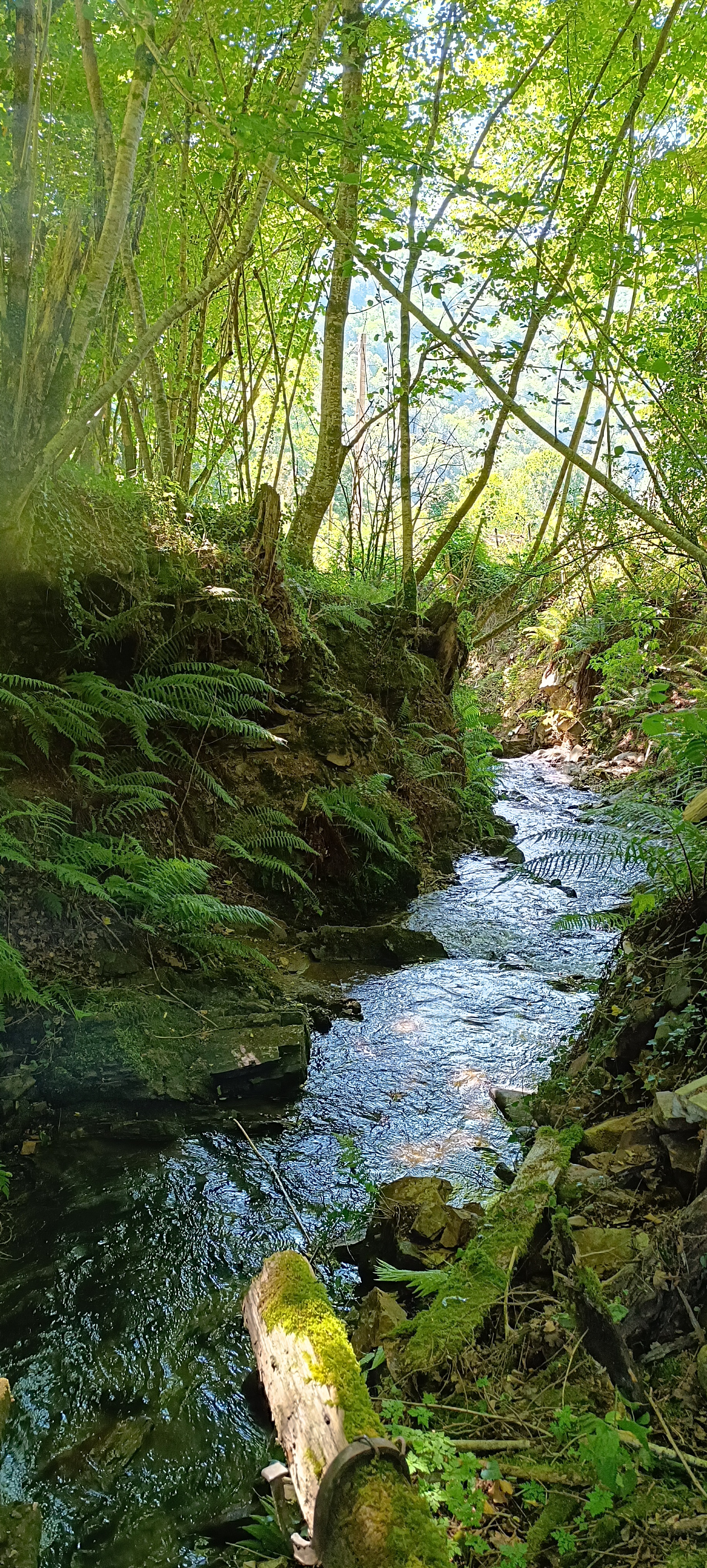 LE VILLAGE CHAMPIGNONS, Aspet - photo 8
