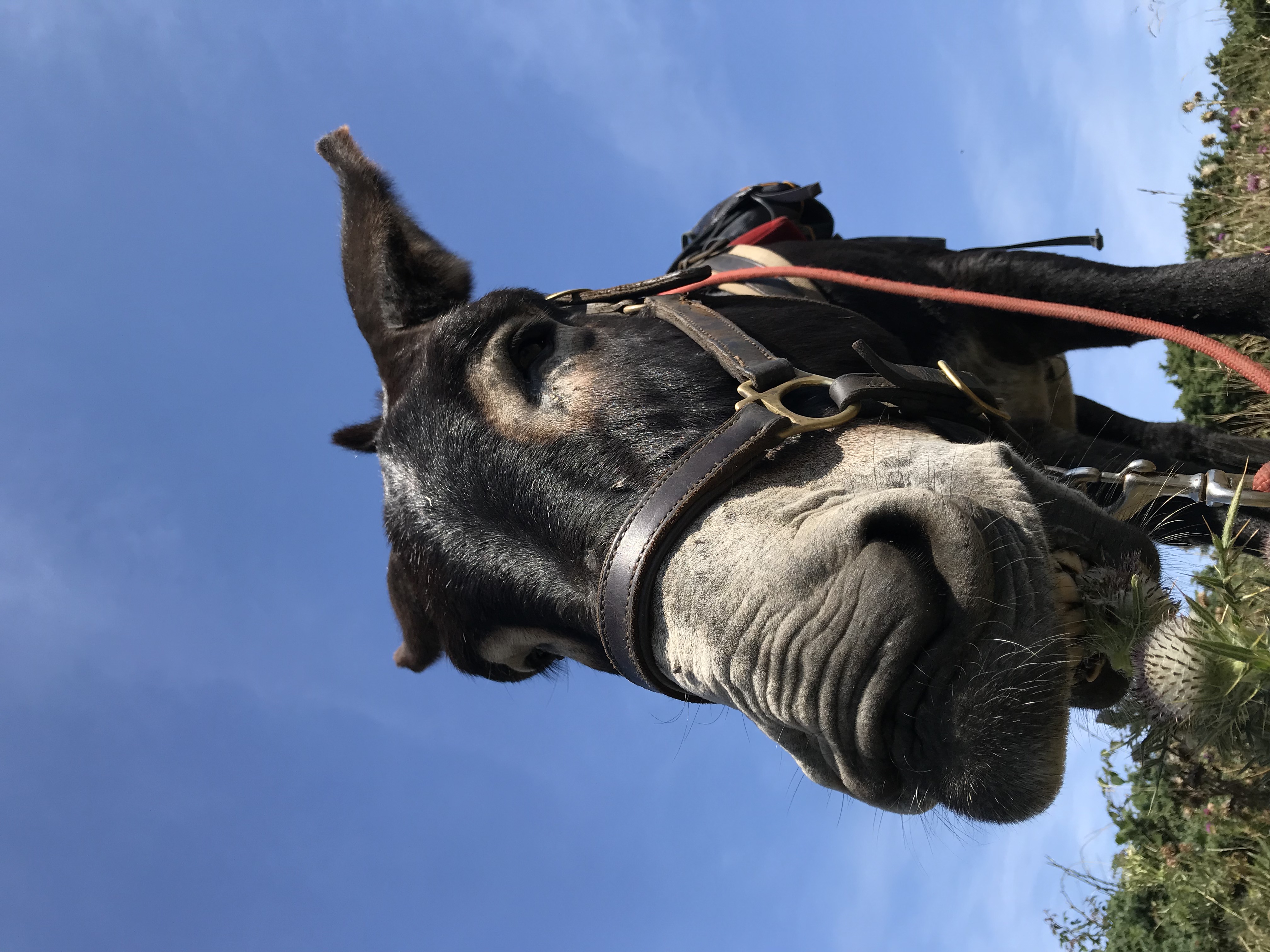 LA FERME D'OULAN BAT - CAMP DE YOURTES, Arbas