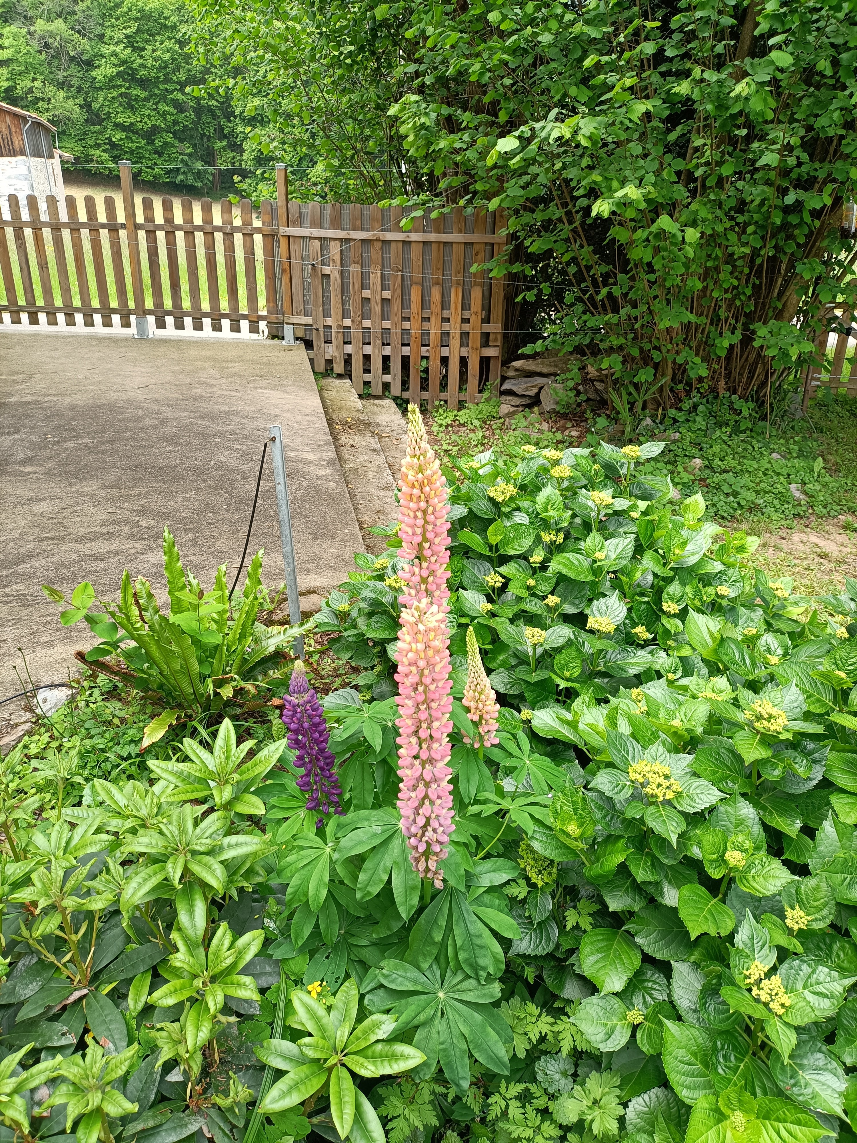 LA SALAMANDRE DE L'ESCAT, Montastruc-de-Salies - photo 8