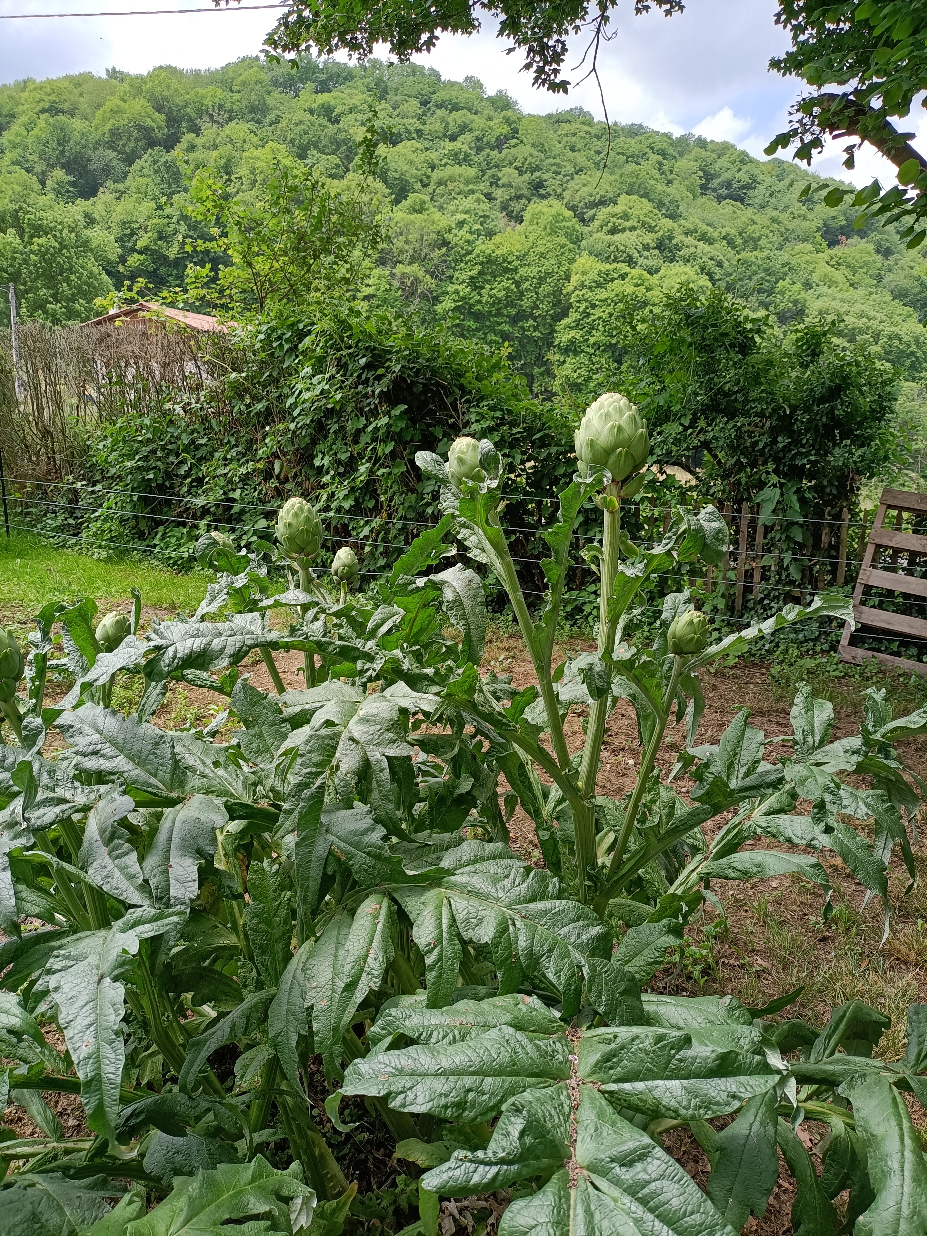 LA SALAMANDRE DE L'ESCAT, Montastruc-de-Salies - photo 3