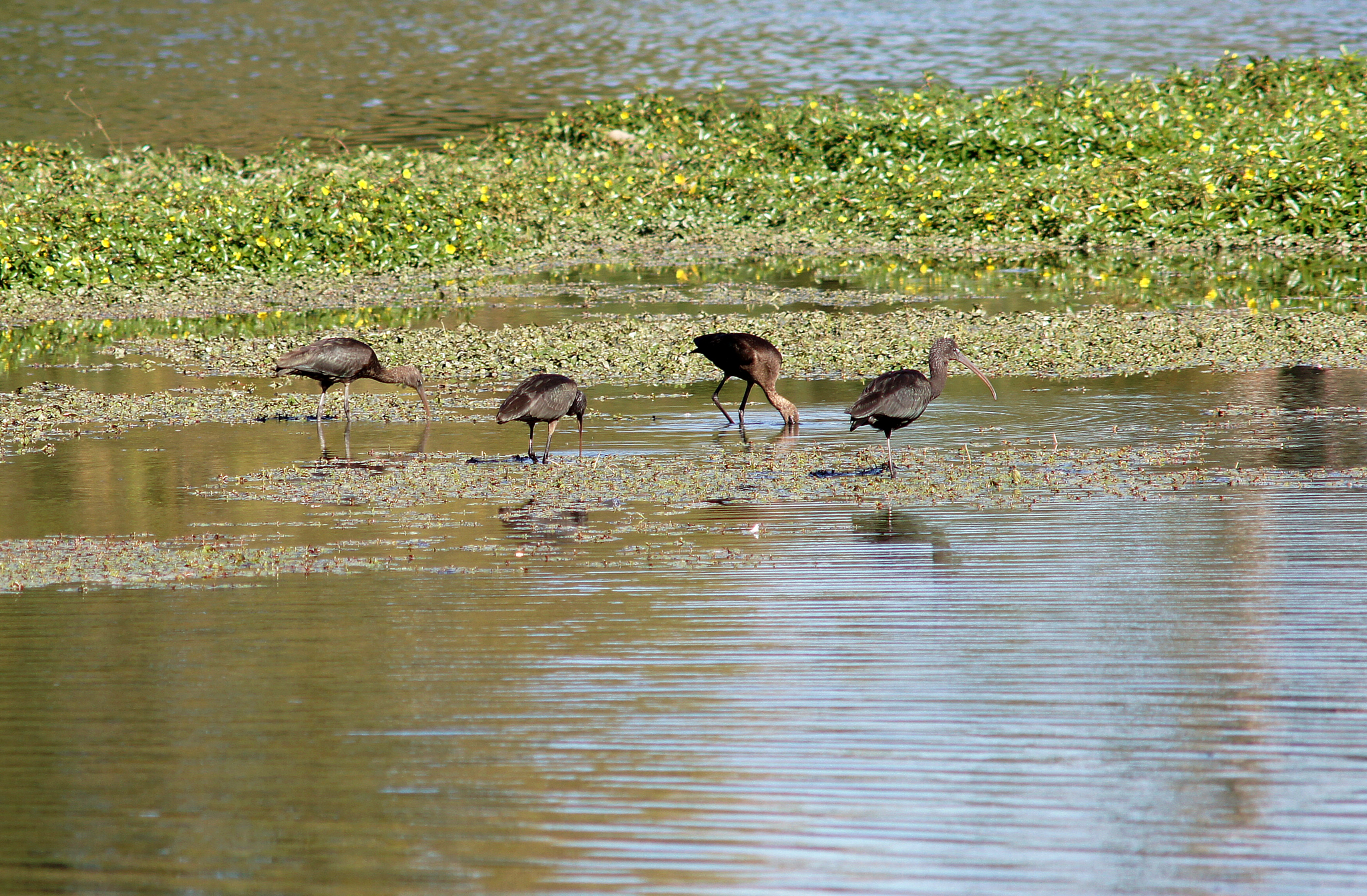 Oiseaux ibis et cormorans