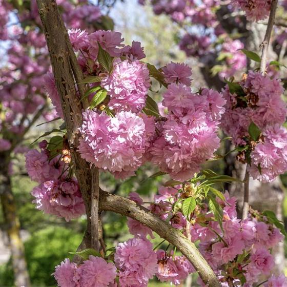 Fête des cerisiers en fleurs au Jardin Japonais