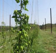 Les Fleurs du Brasseur, Julien Barousse, Saint Marcet