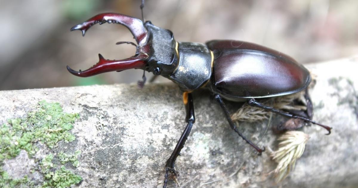 LA CLAIRIERE AUX INSECTES - MONTBRUN-BOCAGE - Theme park, Zoo - animal park