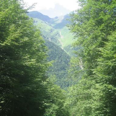 ARBORETUM HENRI-GAUSSENS