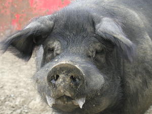 FERME DES COCHONS BIO, BRETX