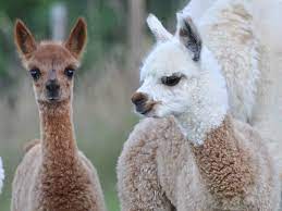 CDT31/ FermeL'AlpagaetleColibri