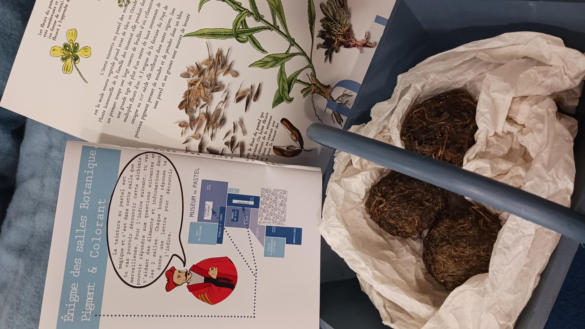 ©Muséum du Pastel à Labège (31)