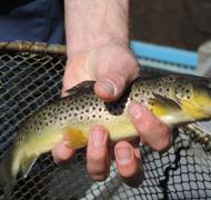 Pisciculture 2 Viviers du Comminges ANTIGNAC