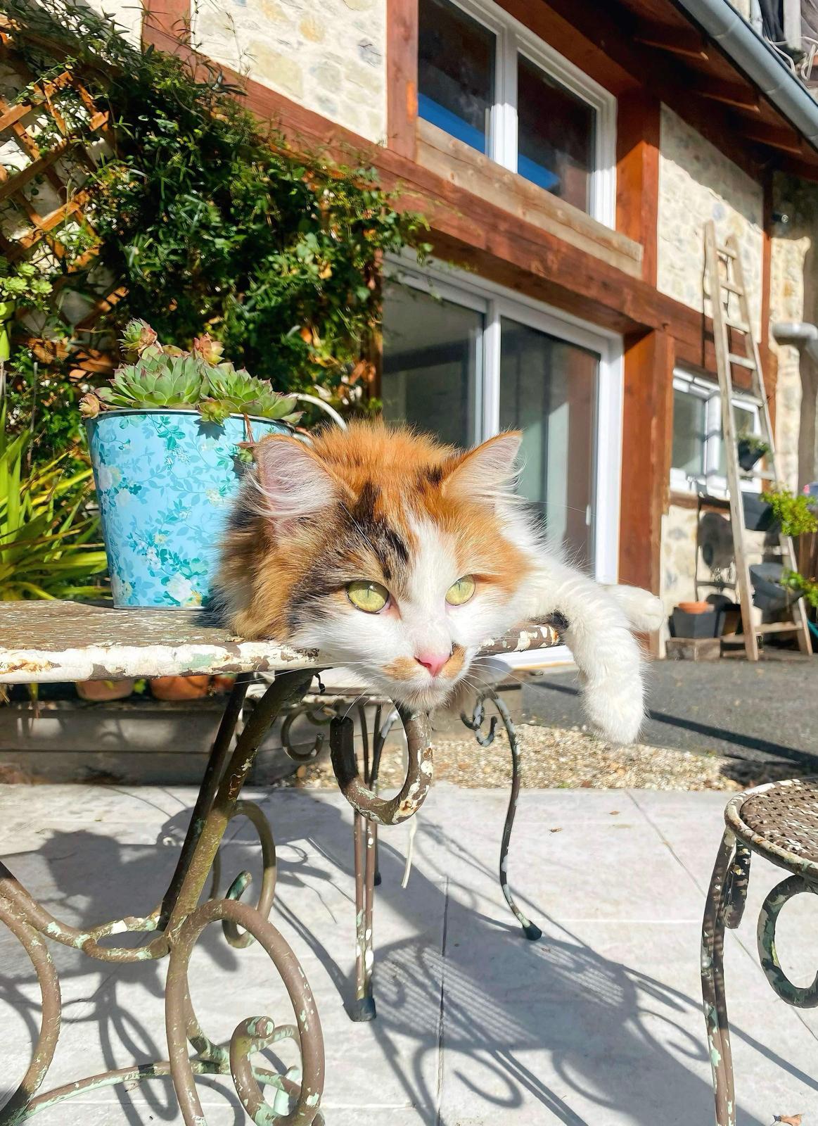 LE REGAID'S, Régades - photo 13