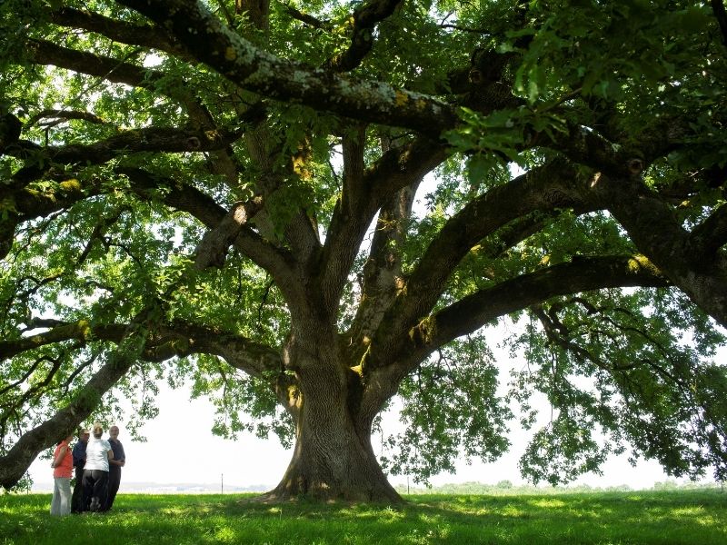 arbre-remarcable