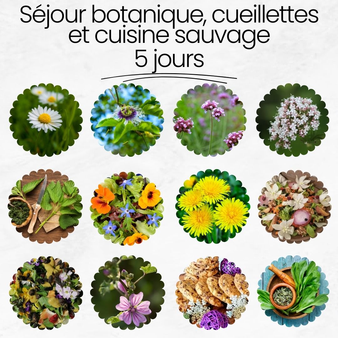 STAGES DE BOTANIQUE ET DE CUISINE SAUVAGE À LA DÉCOUVERTE DU MONDE VÉGÉTAL (1/1)