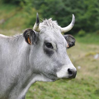 Vache-gasconne-46-1
