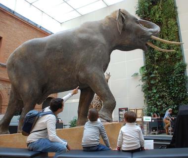Visiter_Toulouse_museum_elephant