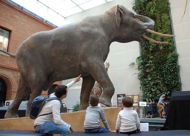 Visiter_Toulouse_museum_elephant
