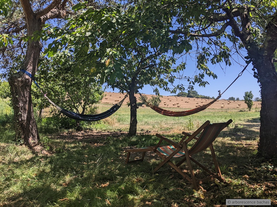 ARBORESCENCE BACHAS, Bachas - photo 12