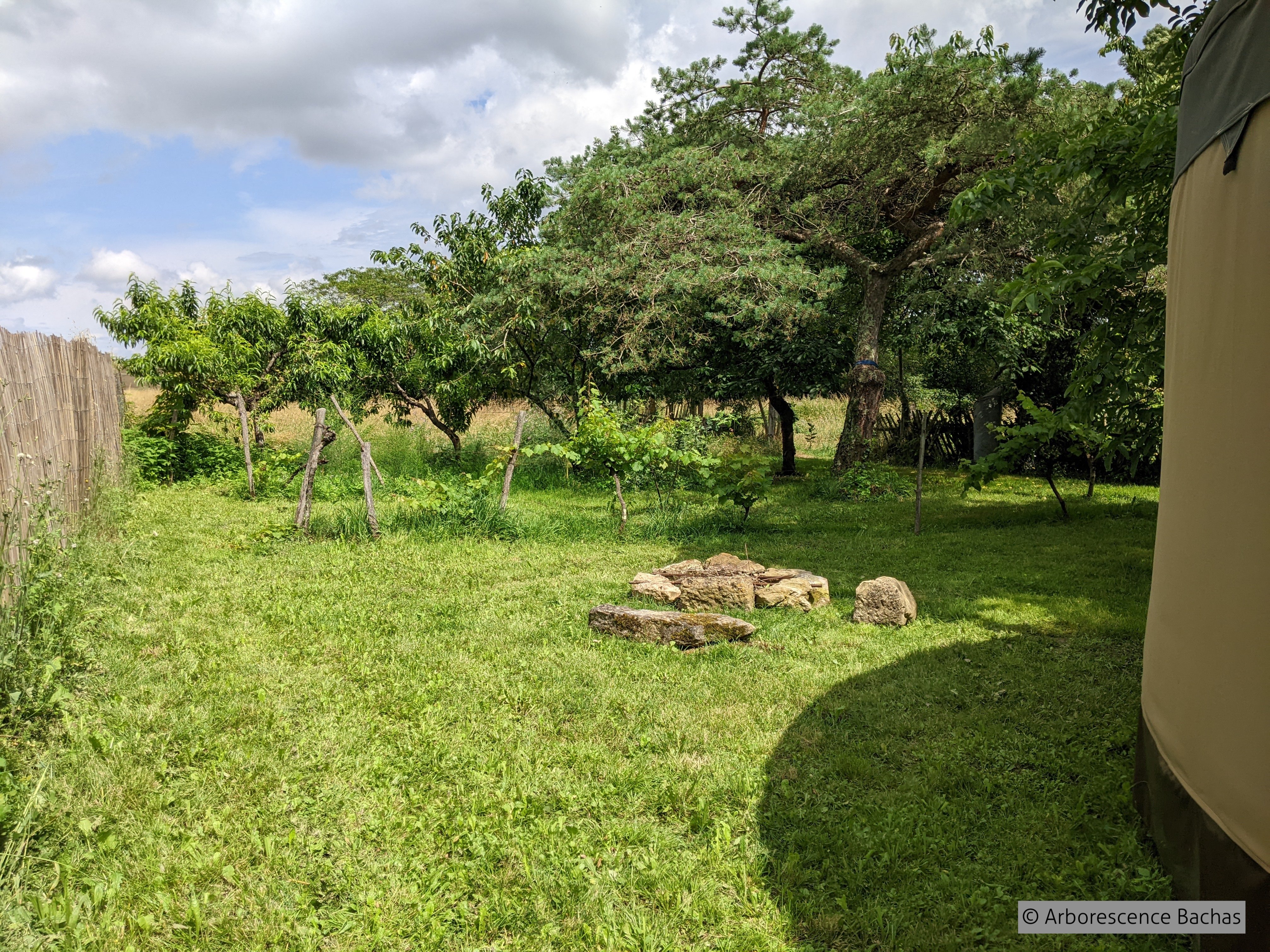 ARBORESCENCE BACHAS, Bachas - photo 9