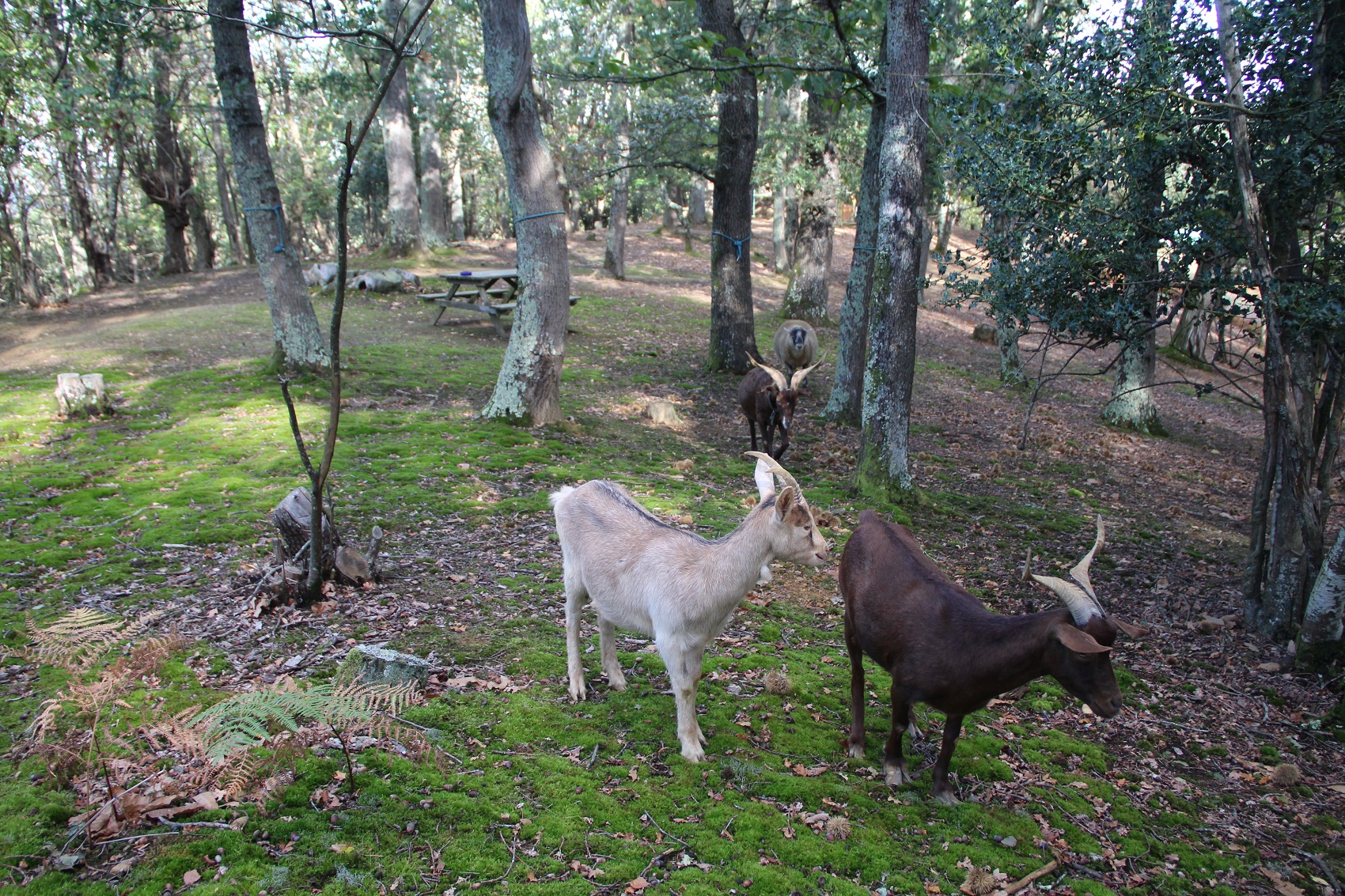 AU BOIS D'ESCOUMOS, Gensac-de-Boulogne - photo 6