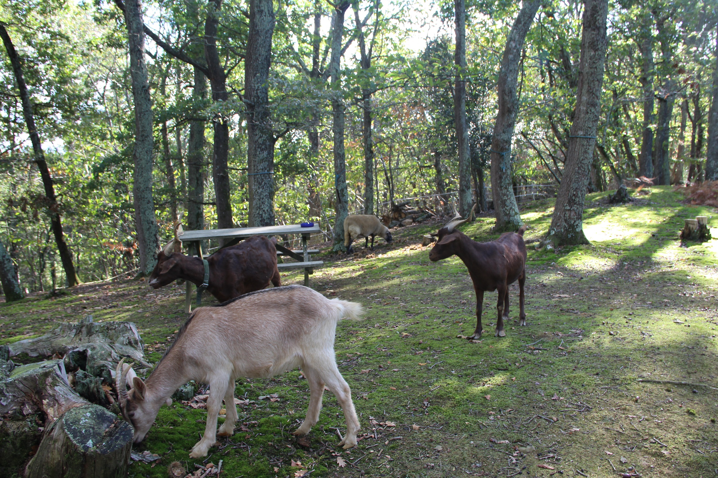 AU BOIS D'ESCOUMOS, Gensac-de-Boulogne - photo 5