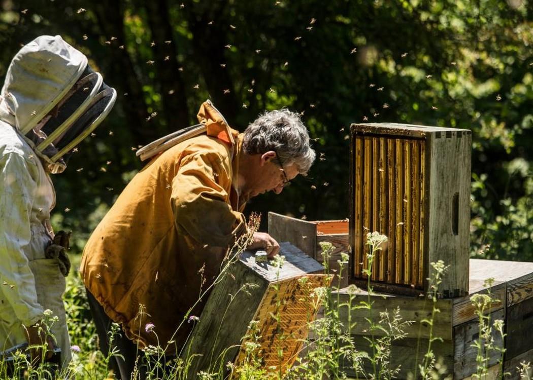 abeille_apiculture