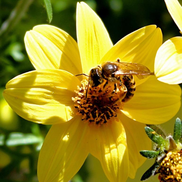 abeilles-miel-fleur