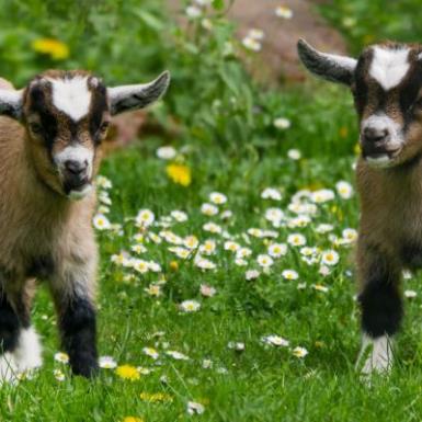 campagne fermes peda site OT - eco-tondeuses-karine