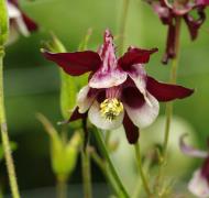 ancolie jardin botanique MELLES