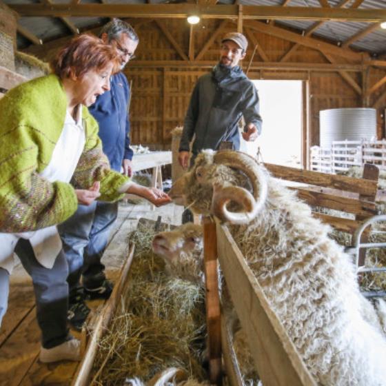 Initiation au mohair