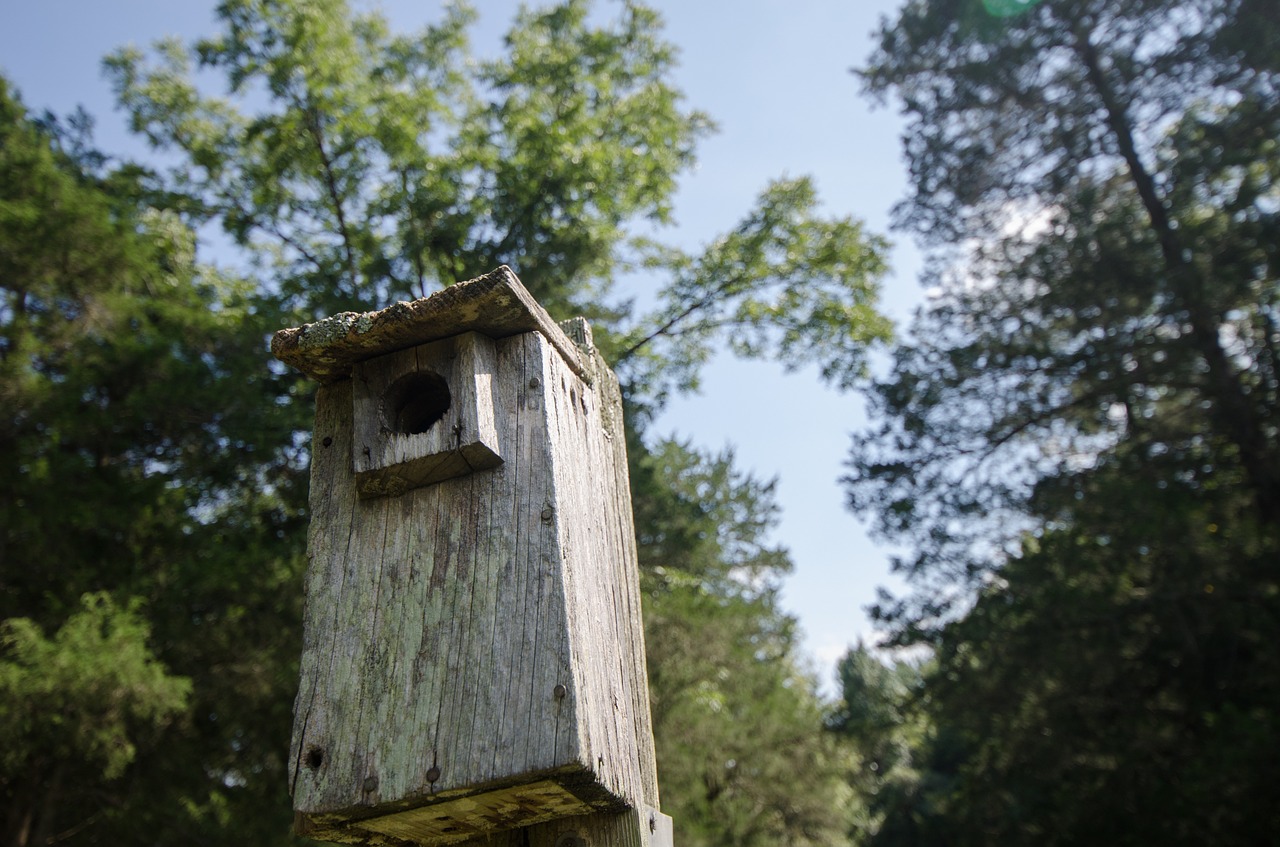 SOIREE PYJAMA : SPECIALE OISEAUX