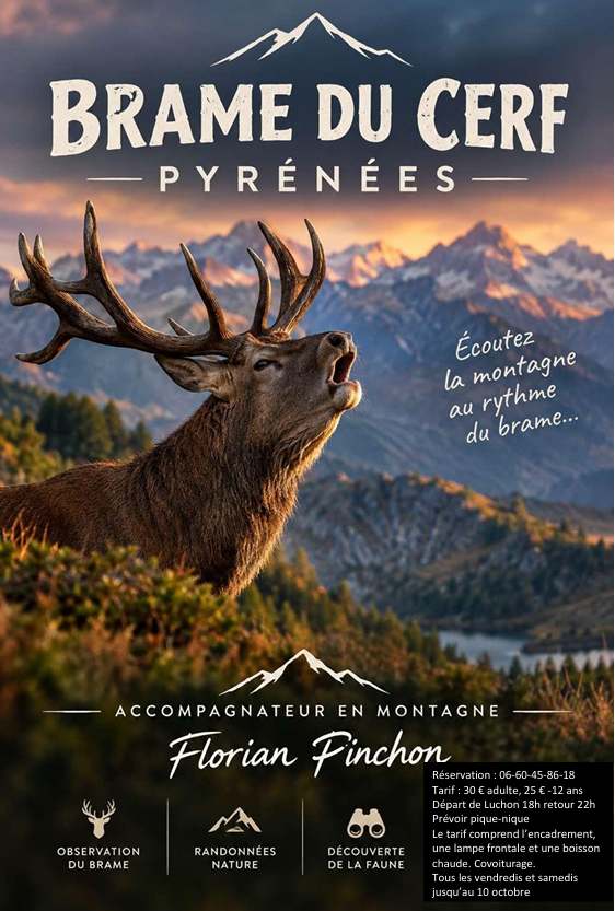 OBSERVATION DU BRAME DU CERF AVEC FLORIAN PINCHON