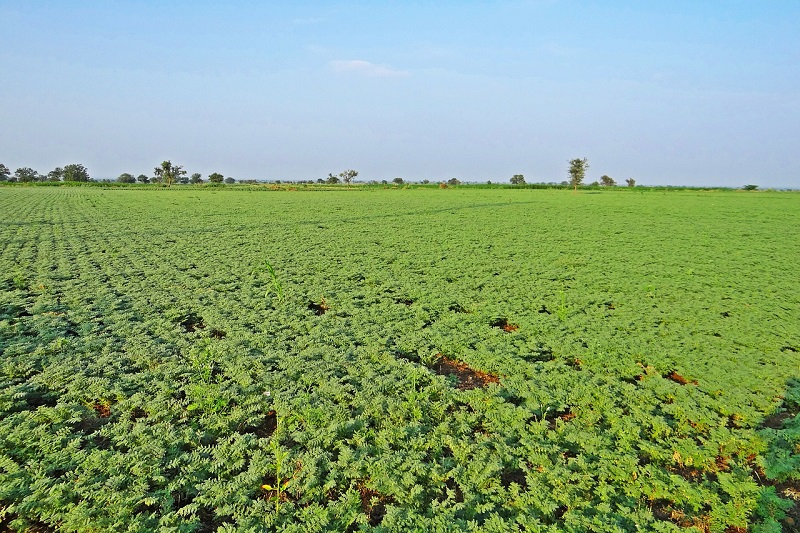 chickpea-223595-1280, BELLEGARDE-SAINTE-MARIE