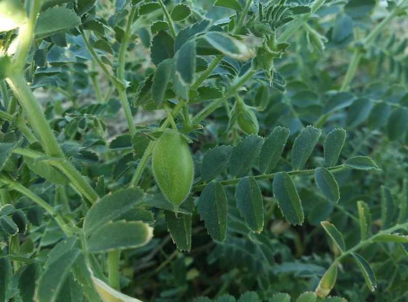 chickpeas-2689498-1280, BELLEGARDE-SAINTE-MARIE