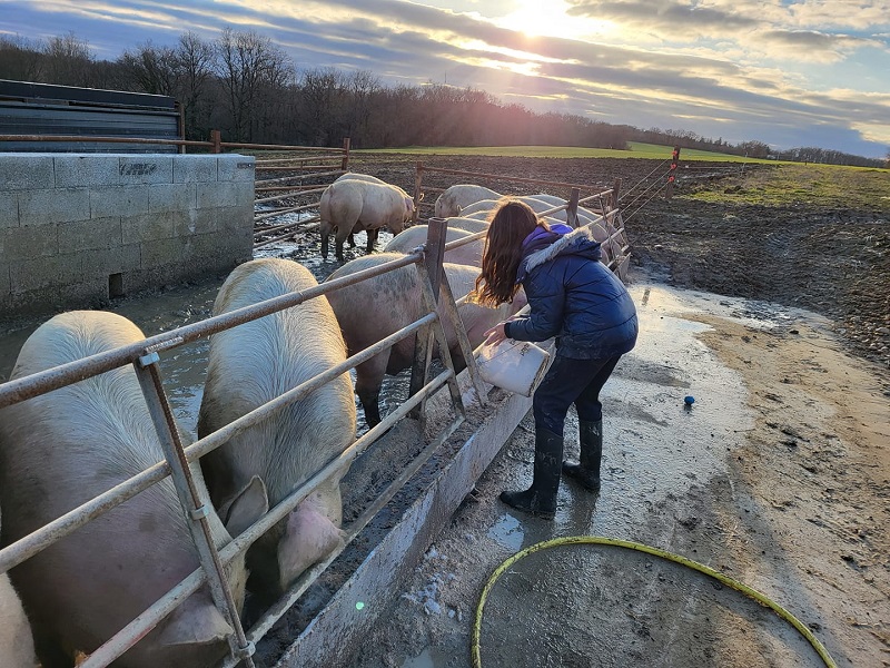 enfants_Cochons-porcs_Thil©Ferme_de_LaGrange - Copie, THIL