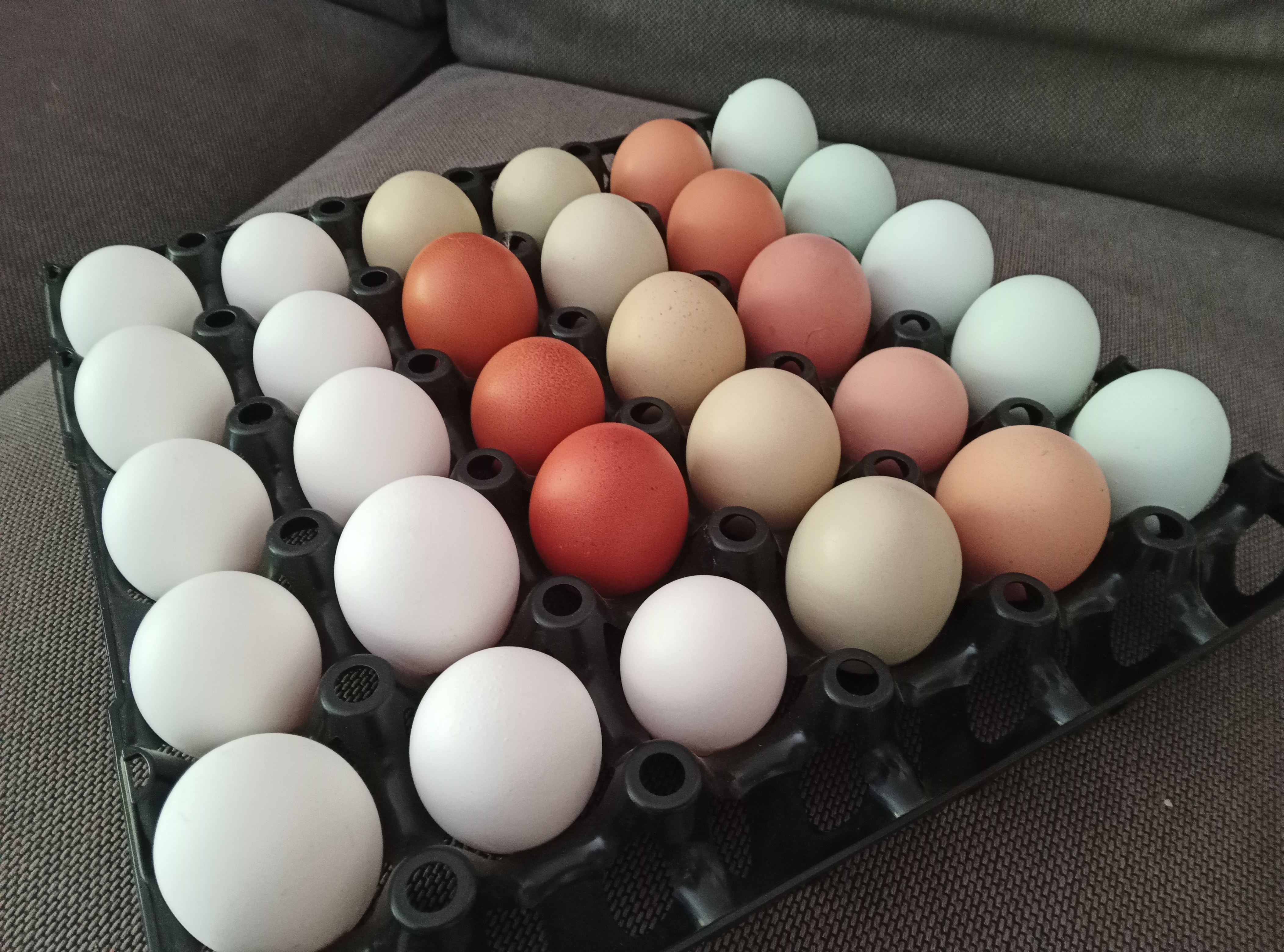 ferme rostaing (10)