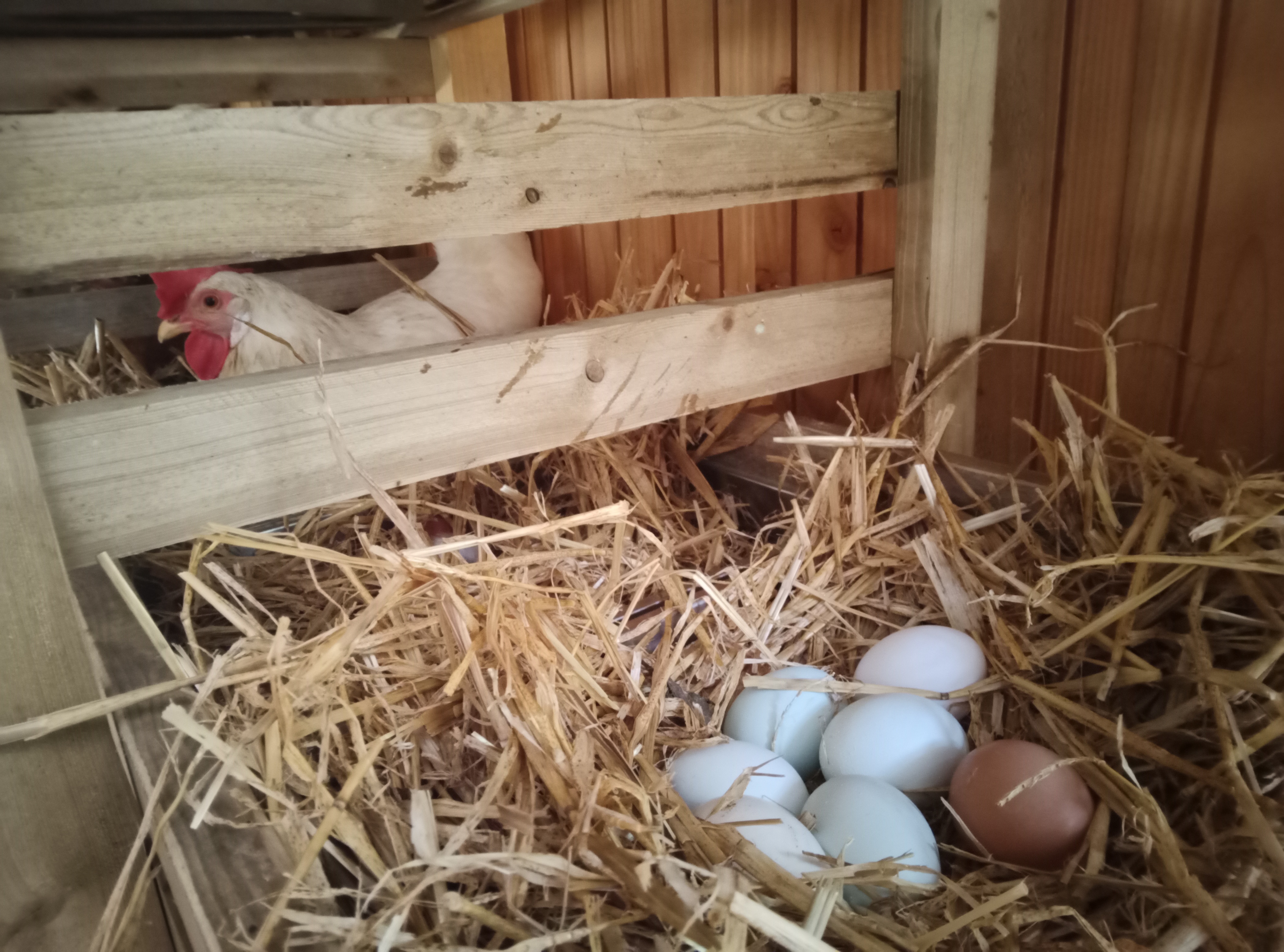 ferme rostaing (11)
