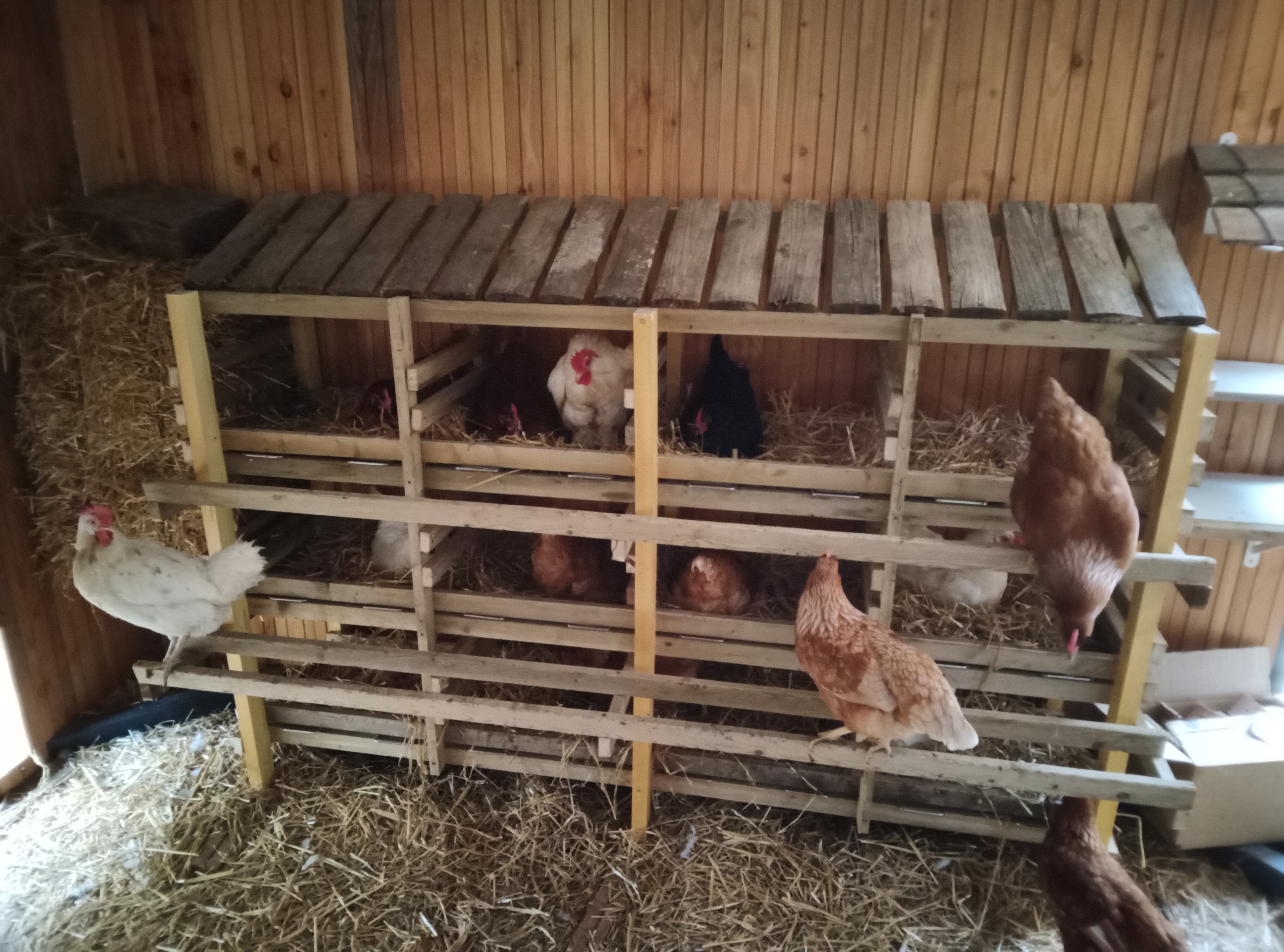 ferme rostaing (2)