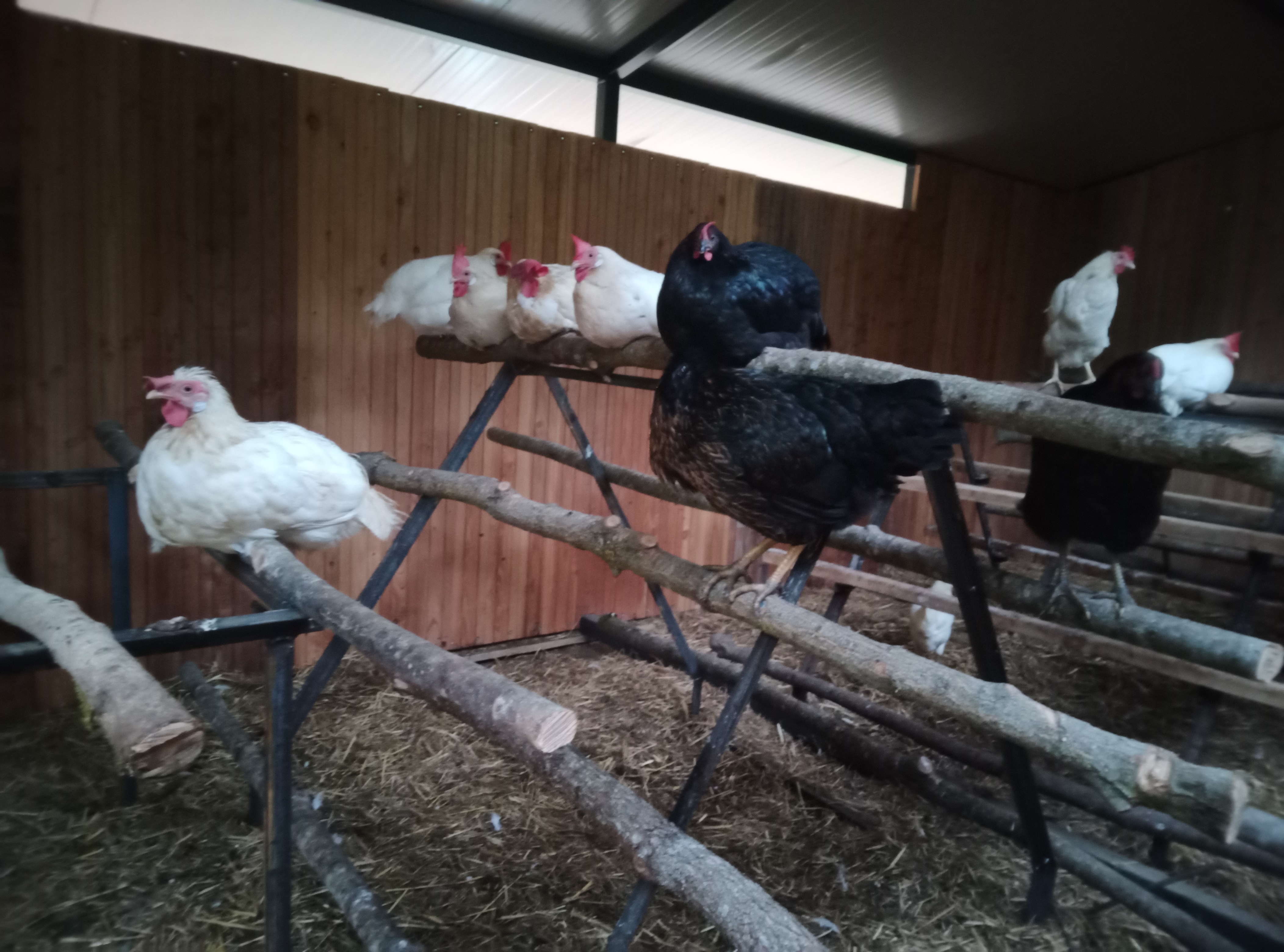 ferme rostaing (4)