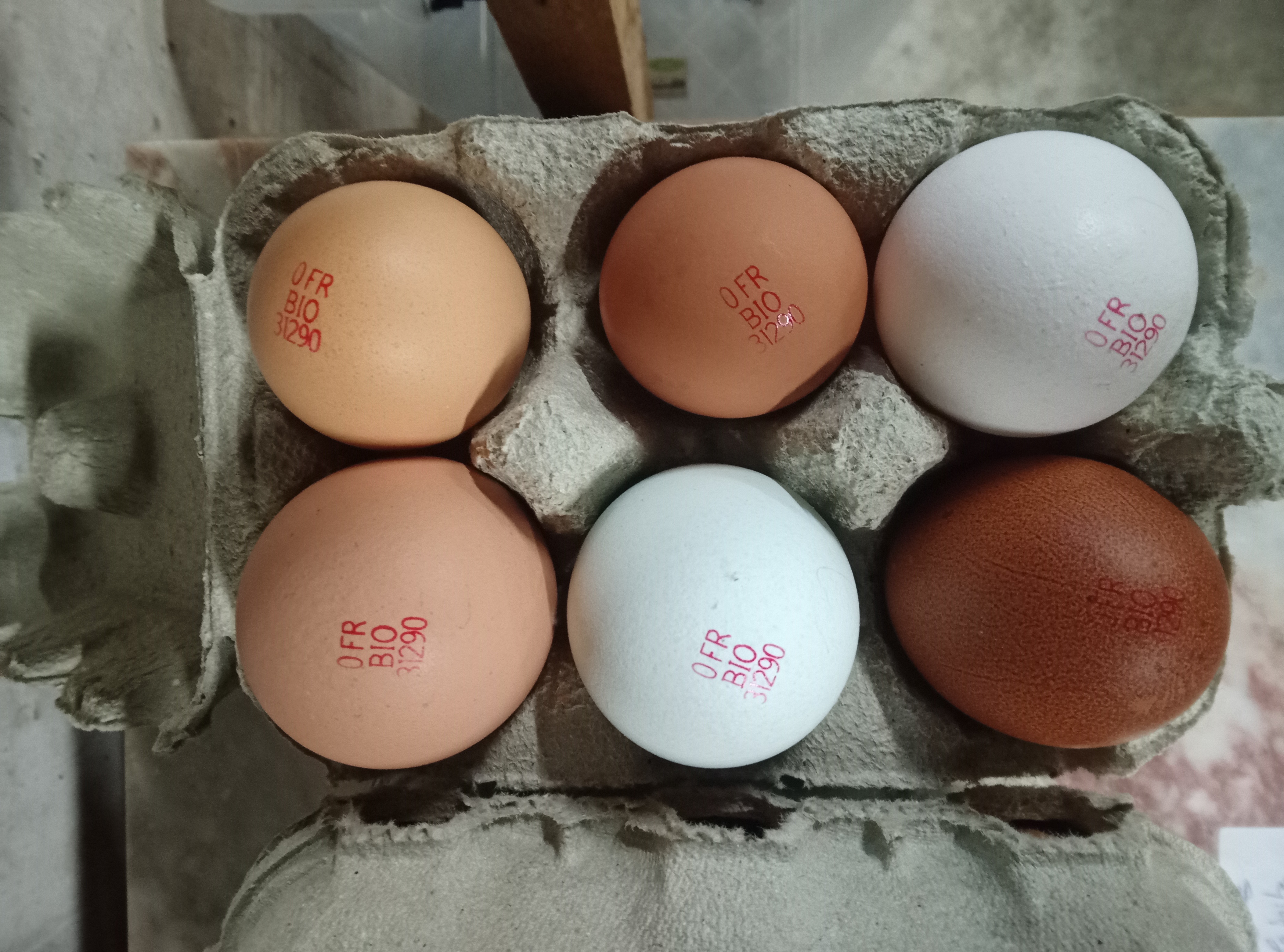 ferme rostaing (6)