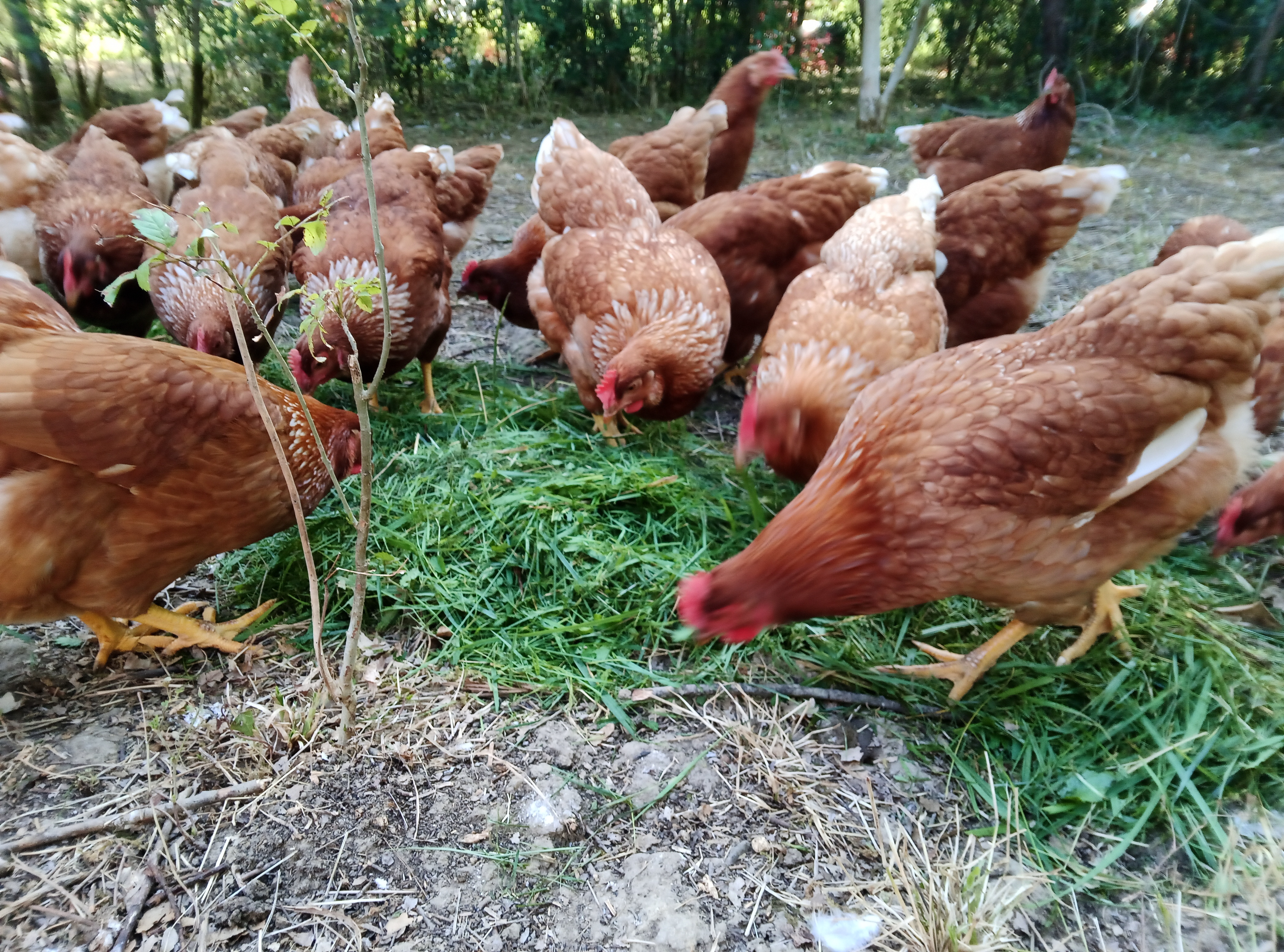 ferme rostaing (8)