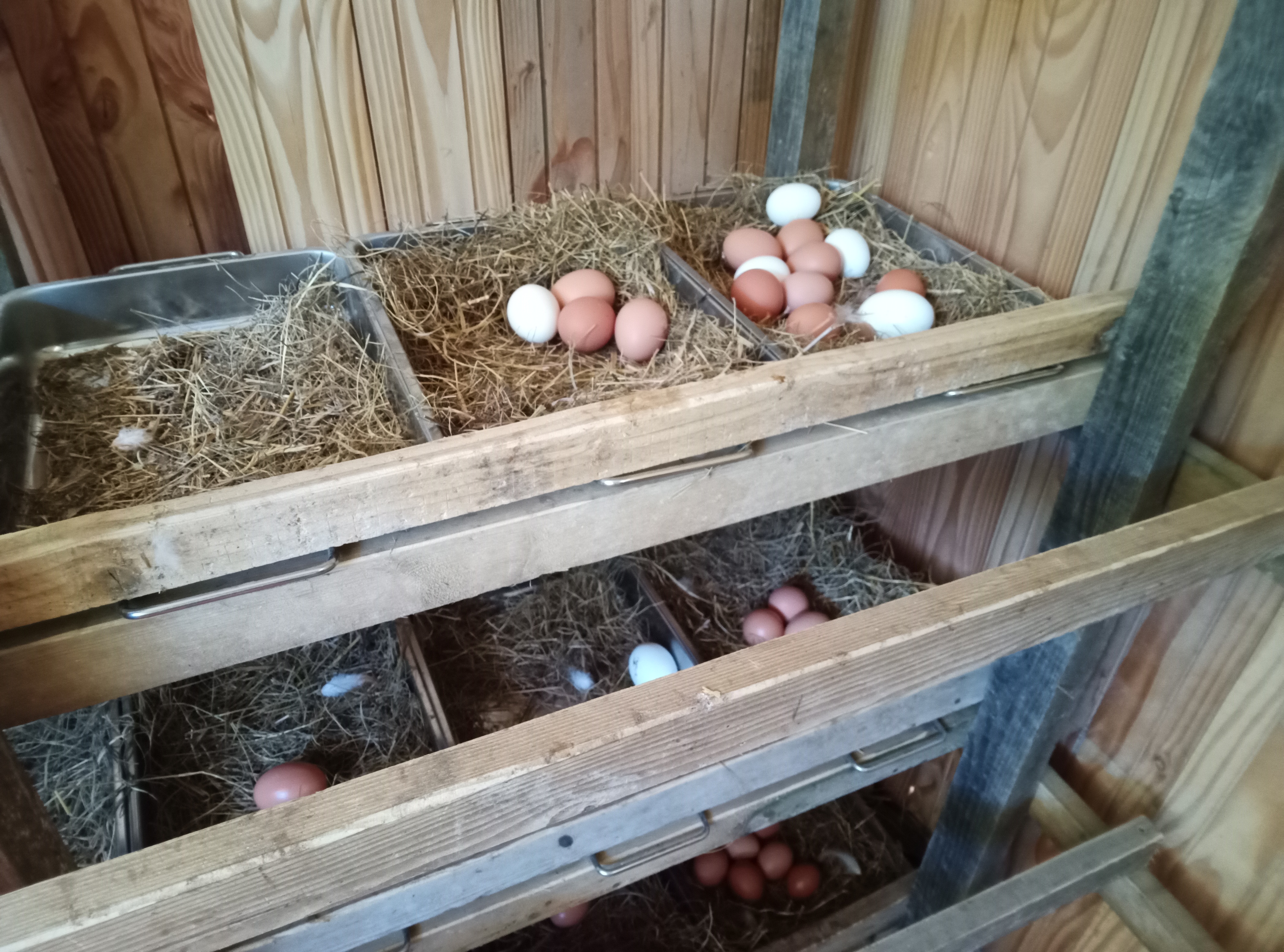 ferme rostaing (9)