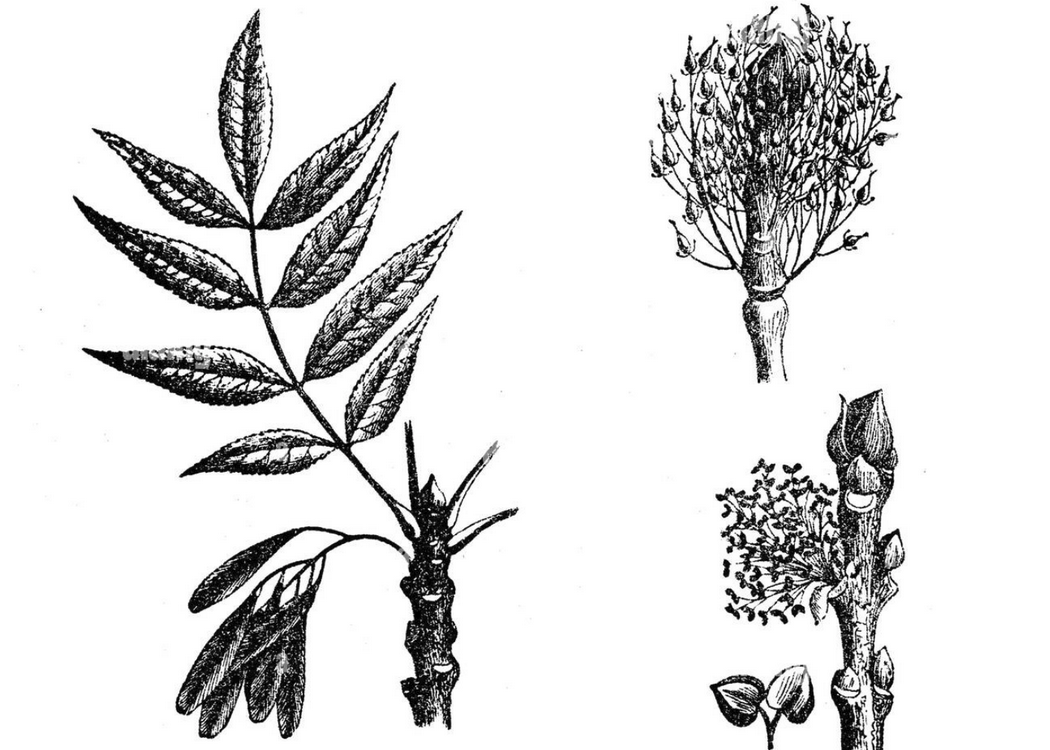 frene-planche-botanique