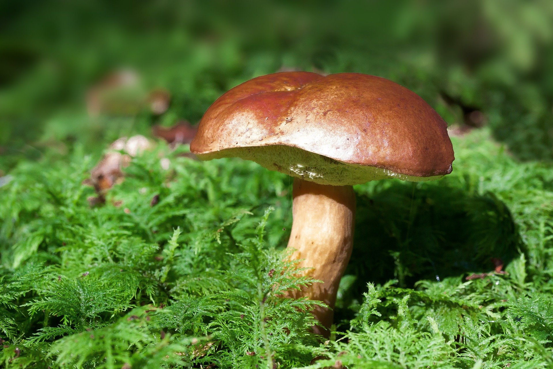 SALON DU CHAMPIGNON