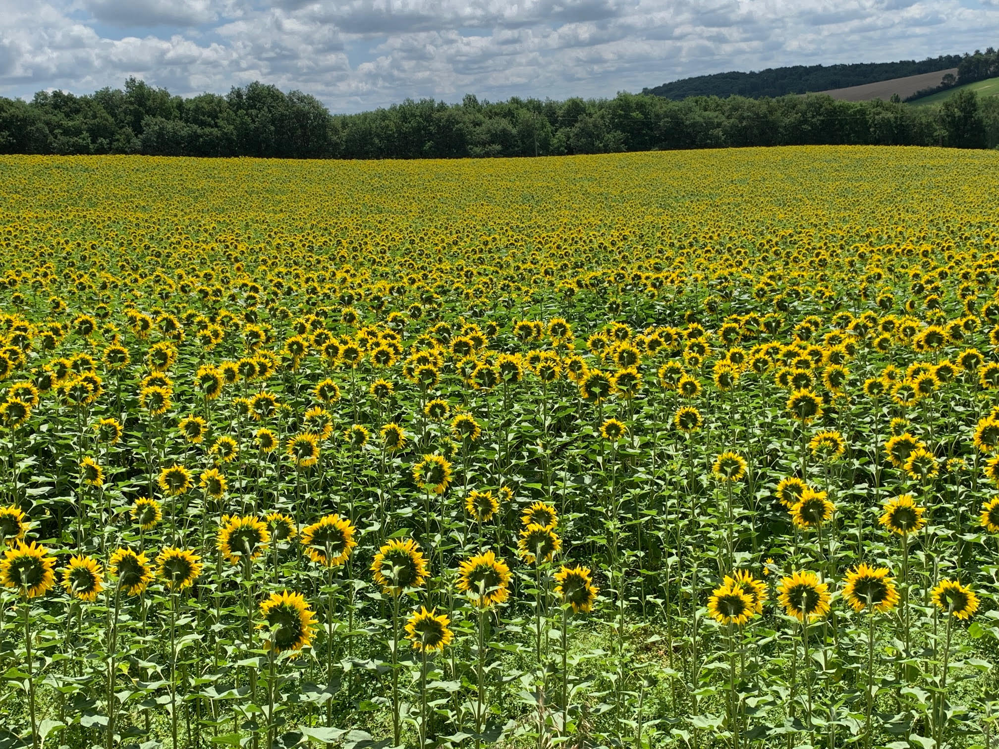 GITE 31, Salerm - photo 5