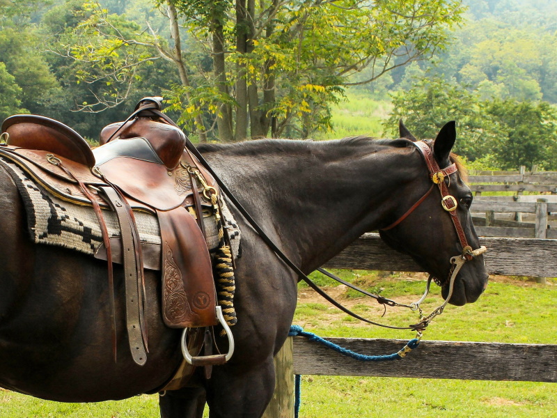 cheval-western, LE BURGAUD