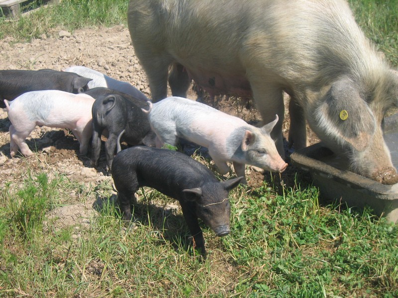FERME DES COCHONS BIO