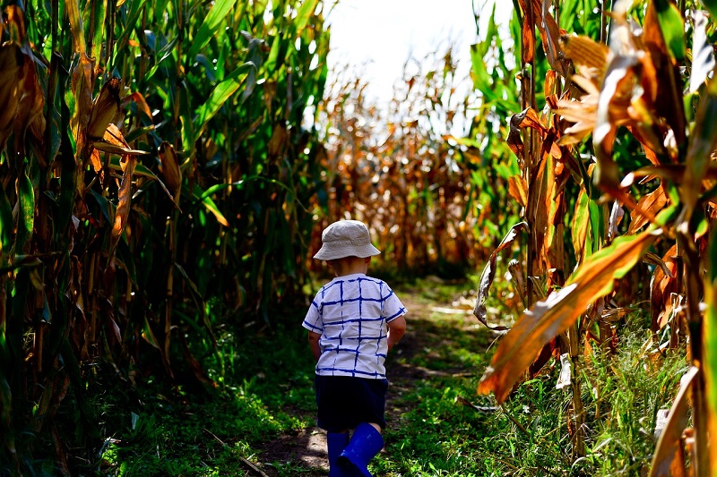 LABYRINTHE DE MAÏS