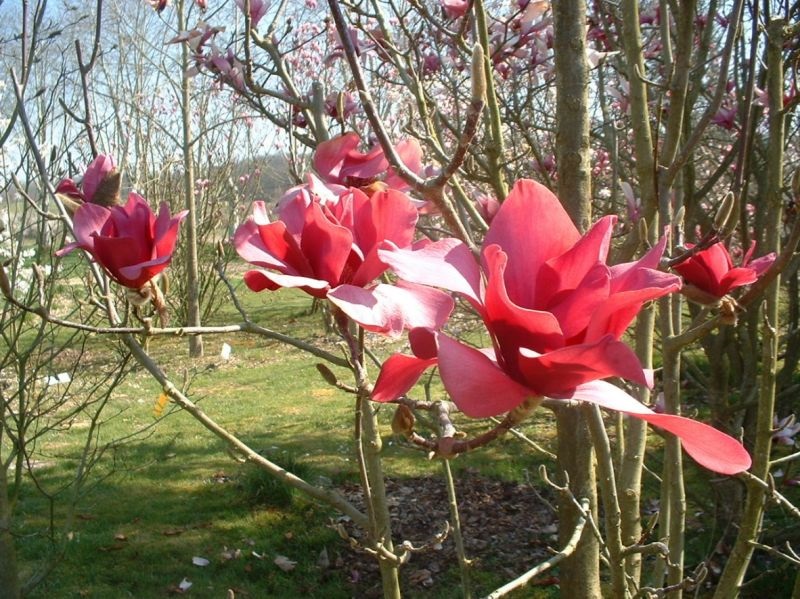 LES JARDINS D'ENGANDOU, MONTAIGUT-SUR-SAVE